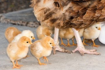 brooding hen and chicks in a farm © Andrea Izzotti