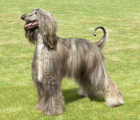 Afghane; Afghanischer; Windhund; Hund;