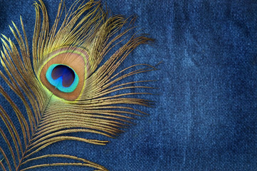 peacock feather on blue