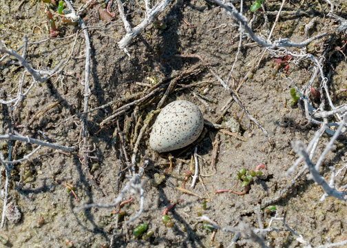 Little ringed plover nest with a single egg