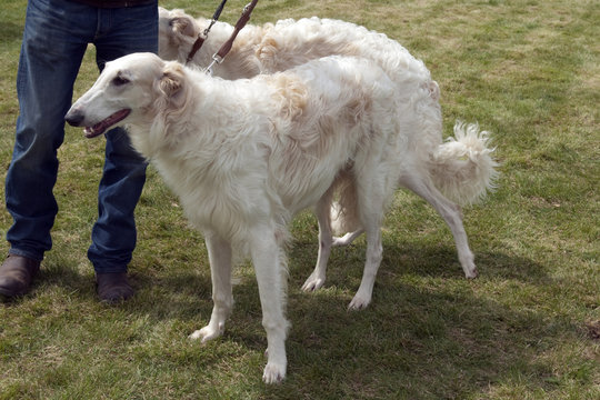 Barsoi, langhaarig, Barzaia, Russischer, Wolfshund,