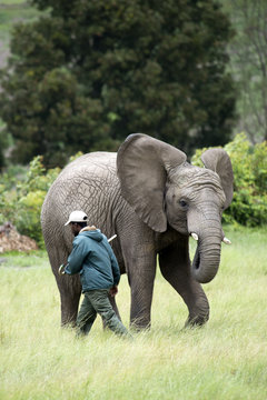 Wildlife Ranger With Young African Elephant With Ears Erect