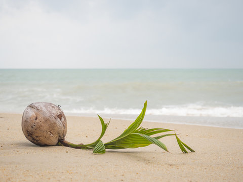 coconut sprout on the tropical sea