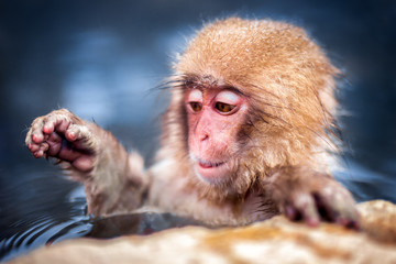 Fototapeta premium Snow Monkey in Japan
