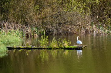 Swan on old pier