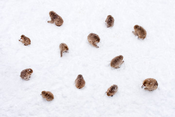 Schneeaffen in Japan beim Essen