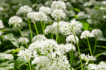 wild garlic flower