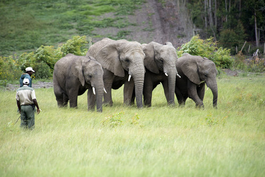 Fototapeta Wildlife rangers working with African elephants in South Africa