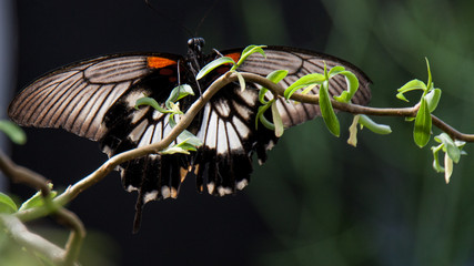 Schmetterling