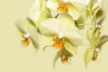 Naklejka na ściany i meble Yellow orchid flowers
