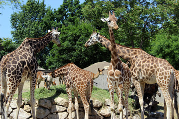 giraffe