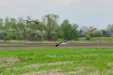 Obraz na płótnie Canvas Stork family arriving to rural area for summer season