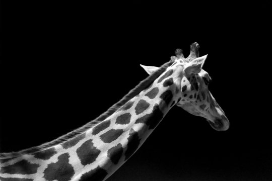 giraffe