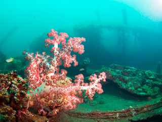 Plakat Soft coral on a shipwreck
