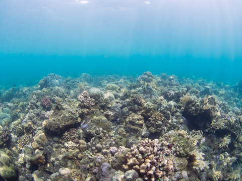 Underwater landscape in Indonesia