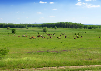 Cows in pasture