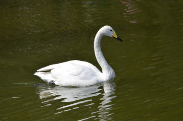 Белый лебедь.