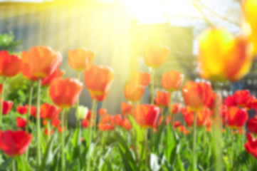 Naklejka premium tulips