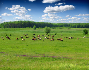 Cows in pasture