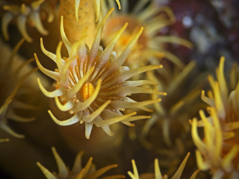 Yellow encrusting anemones (Parazoanthus axinellae)