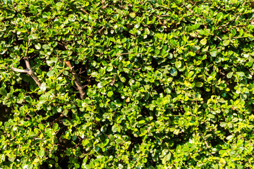 Obraz premium Green bush