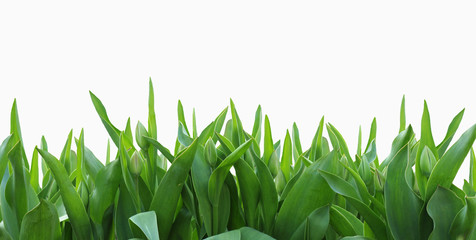 изолированые зеленые тюльпаны