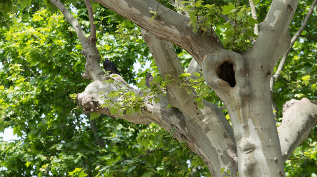 Pigeon sur un arbre