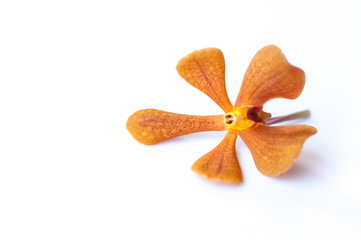 Naklejka na ściany i meble orange orchid isolated on white