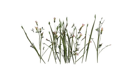 wildflowers isolated on white background