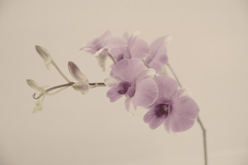 orchids