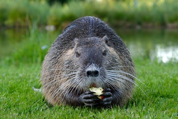 Nutria, Biberratte frisst ein Stück Apfel