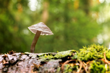 Micena inclined poisonous mushroom in forest