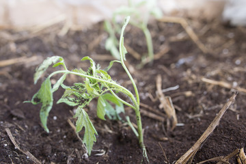 Planting tree