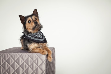 entspannter Hund
