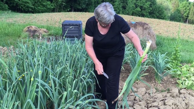 Woman with gray hair cleaning leek in the garden