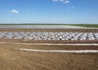 Watermelon beds covered with plastic foil ready for planting