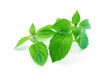 mint leaves