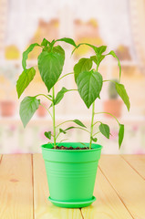 Two green plants of pepper in pot