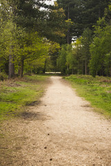 A Walk Through The Trees