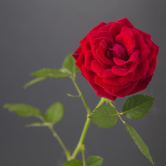 Fototapeta premium One red rose isolated on a gray background