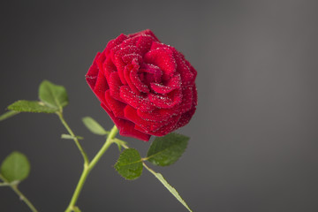 One red rose isolated on a gray background