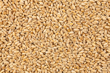 Wheat background view from the top close up

