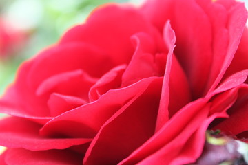 The Red Rose