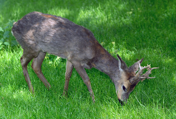 Capriolo - Capreolus capreolus