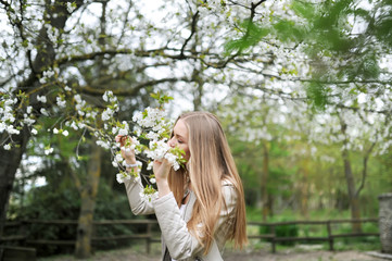 the girl enjoys a smell of the blossoming cherry