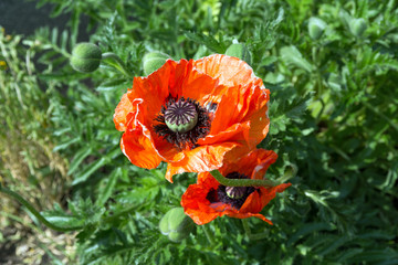 Poppy / Poppy flower in a garden