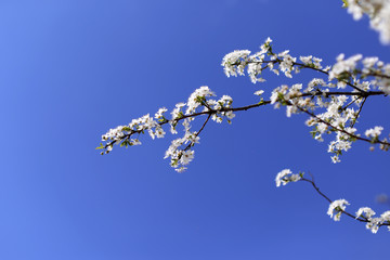 Cherry blossom and blue sky