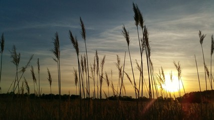 Zachód słońca pośród traw