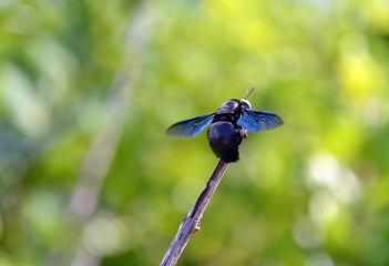 big black bee color flying insects sitting on a twig