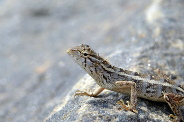 beautiful little lizard on the rock in nature detail photo